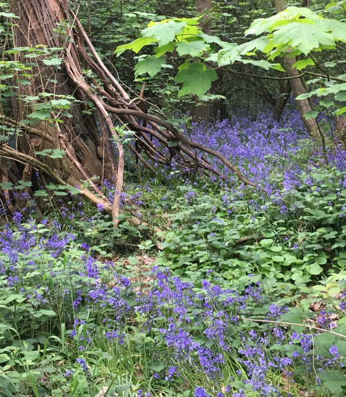 2017-05-07 09.41.31.jpg